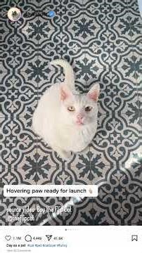 he likes to do random flip 🤣🤣 | Cats being cats #funny #catvideos #catshorts #cat #catmemes