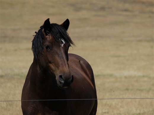 Welsh Cob Mare - Australia's #1 Equine Marketplace - Horsezone.com.au