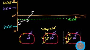 Action potentials in pacemaker cells