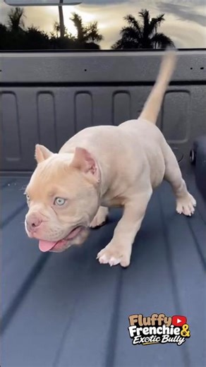 American Bully Pup Going Viral! #BullyPuppy #ExoticBully #PocketBully