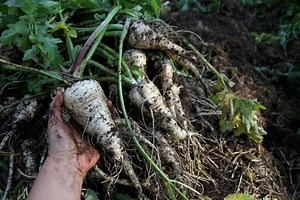 How to Store Fresh Root Vegetables for Winter