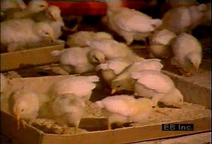 Hatchery, poultry farm, and processing plant | Britannica