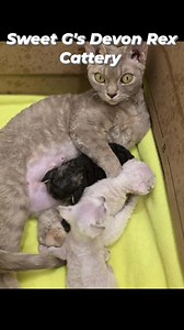 31 reactions · 8 comments | Sweet G's Devon Rex Cattery | Sweet G's Devon Rex Cattery | Facebook