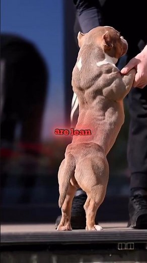 American Bully vs Pitbull Spot the Differences!