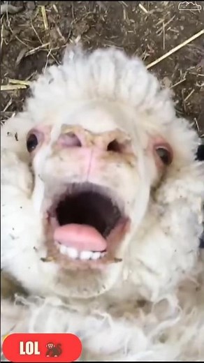 Top 5 Funniest Sheep Moments 😂🐑 | #Shorts
