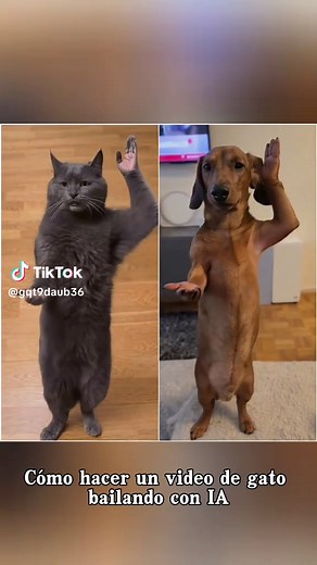 Tutorial de AI: Cómo hacer videos de gatos bailando