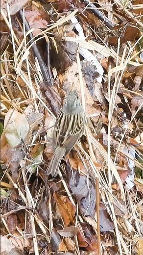 【野鳥の鳴き声】アオジの地鳴きと尾羽の動き
