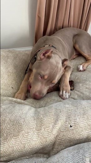 All-Natural Hickory Smoked Beef Marrow Bones | Tasty, Long-Lasting Dog Treats Made in USA