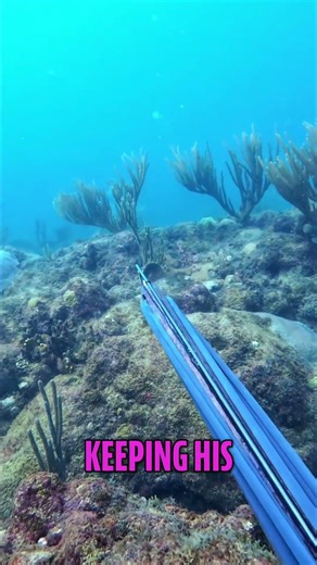 Why Killing One Dog Snapper Is a Big Deal ↓ #divng