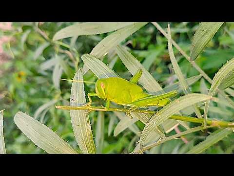 Giant green grasshopper discovered.