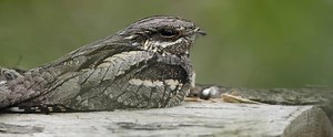 Nightjar - Alchetron, The Free Social Encyclopedia