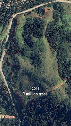 250 million trees planted 🌳