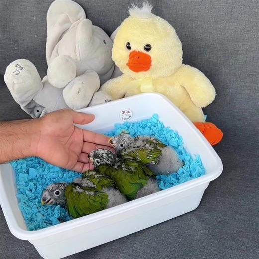 Maximilian pionus parrots 🐣🦜 one of THE best parrots to have as pets!! 🥰 super excited to share more videos as they grow up 😊 • • •For questions please see our website or call us!! (www.Jcaviary.com) 512-956-0937 No texting/dms💕 • • •#maximilianpionus #pionusparrot #pionus #pionusparrots #parrottoys #birdtoys #birdbreeder #petsofinstagram #birds #pets #scalyheadedparrot #pionusmaximiliani | JC Aviary