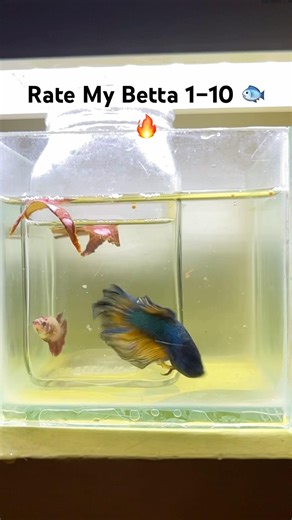 ❤️#shorts #fyp #arowana #aquarium #fishkeeping #aquascape #viral #fishshorts #trending #catfish #og