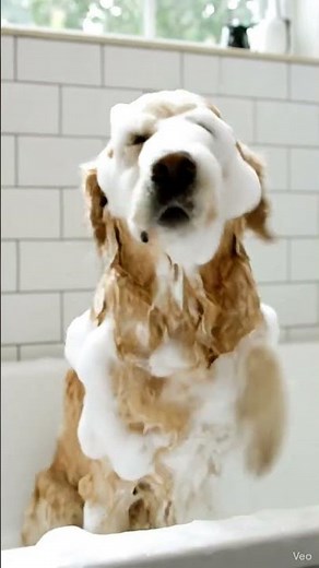 “Relaxing Dog ASMR 🐶 | Cute Puppy Sounds to Calm You | Viral Short 2025