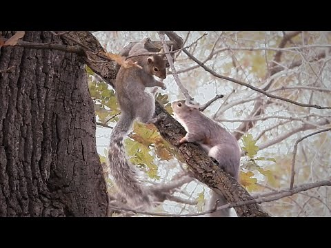 Wild Squirrels Mating Season