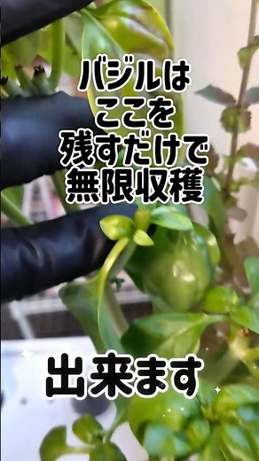 バジルは収穫する時の切り方で収穫量が変わります 脇芽を残せば何度でも収穫できます #バジル #水耕栽培 #家庭菜園 #ハーブ栽培 #バジル収穫 #初心者向け #無限収穫 #無限栽培