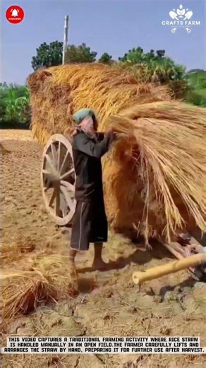 Rice Straw Stacking: Manual Handling After Harvest