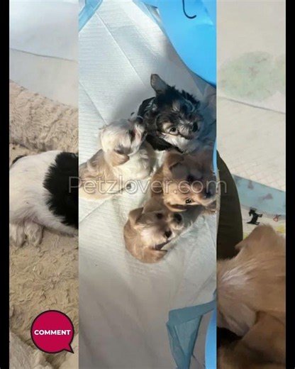 🐶 Meet This Adorable Male Yorkie! 🐾 AKC Parti-Yorkie Look | Port Neches, TX