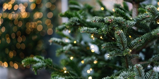 A quick guide to fluffing a Christmas tree for maximum fullness