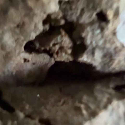 Bryan Drake on Instagram: "This is how amazing that this is. and you’re right, yes that’s a tiny head that they put inside the mouth those little jokers that’s exactly what it is and there’s no way that we could do that now so you bet your sweet ass if they wanna mess us up and they’re gonna mess us up so I pledge allegiance to the aliens right now I wanna party with an alien. I know about you guys, but I’ve heard the stories about the anal probing and I’m not about that life unless it’s somethi