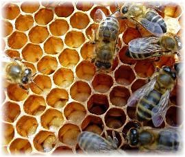 How do Bees Make Honey? - Answer in 5 Simple Steps