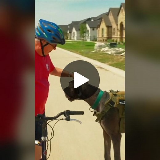 Meet #Zeus - the #world's tallest #dog - who may be on track to break a #newrecord - The two-year-old #GreatDane from #Texas stands at a record-breaking 3ft 5.18in