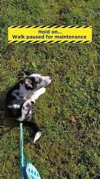 System error: Dog.exe has stopped working.Please reboot with treats.⚙️🧀#shorts #dogwalk #corgipuppy