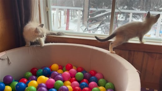 Welcome Panther & Atari’s Spidey & His Amazing Friends Litter! Born October 4th 2025! Ready to go now!! 🙌🏻😍 SEND IN YOUR APPLICATIONS! Panther is calm, independent, confident, and strong. He is out of our retired Solstice and my beautiful stud Bagheera who passed away a couple of years ago. Bagheera was my son’s very first friend, such a loyal and calm personality who loved to snuggle. Solstice is a cat who enjoys car rides, long walks off leash she will follow the kids and I for miles, she i