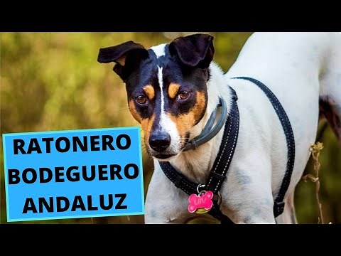 Ratonero Bodeguero Andaluz - TOP 10 Interesting Facts
