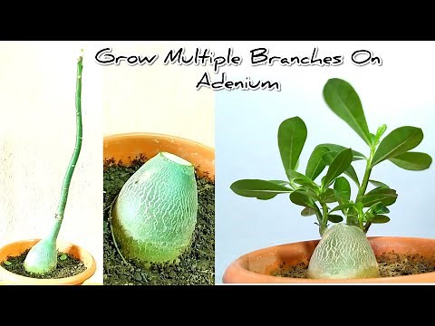 How To Force Adenium To Grow Multiple Branches || Adenium Hard Pruning