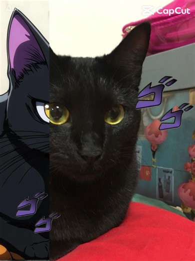 #CapCut #黒猫