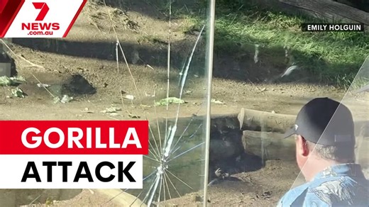 Gorilla cracks glass enclosure at San Diego Zoo