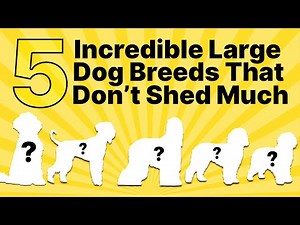 Best Hypoallergenic Large Dog Breeds 🐶 Guide 2025 🔴