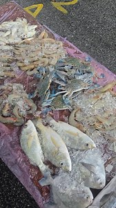 138K views · 1.7K reactions | 每个星期四 machang bubok pasar malam 5.00pm到8.30pm 卖虾的老板都在那里摆摊 Alma, juru，bm，simpang ampat，kulim都很靠近，要买海鲜的赶紧过来 | Choon Hoong Lim | Facebook