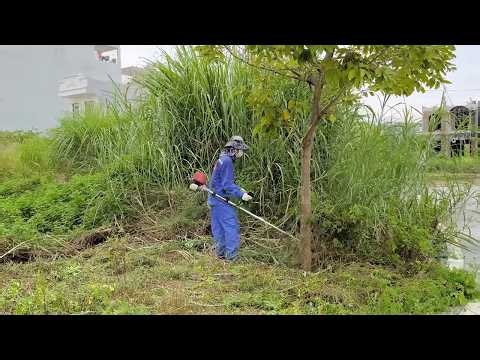 We have cut down the giant elephant grass bushes that had been growing on the sidewalk for 20 years