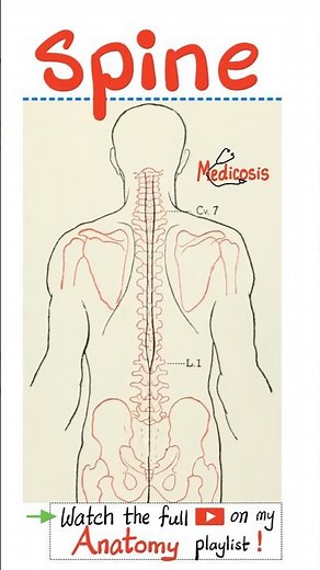 The Spine (Vertebral Column) - Anatomy of Back....#anatomy #physiology #immunology #pathology