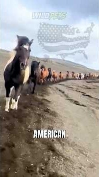 🐎Top 3 Most BELOVED Horses in American History! 🇺🇸🐎
