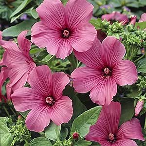 Outsidepride 2000 Seeds Annual Lavatera Rose Tanagra Rose Mallow Flower Seeds for Planting