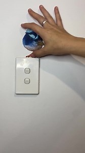 Blue Wren Decal: Australian Bird Sticker, Reusable Vinyl Art - Etsy Australia