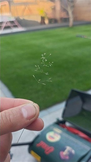 Free bent grass seeds