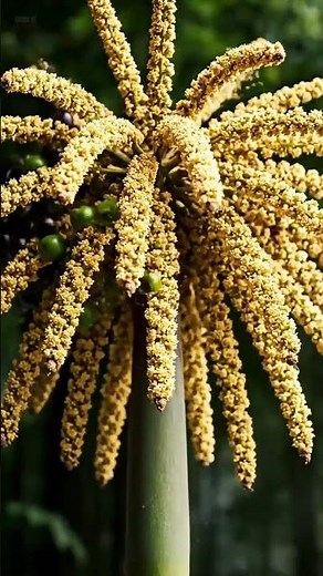Watch a Palm Tree Come to Life in This Stunning Timelapse!