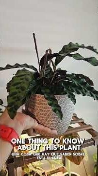 Plant Spotlight: Rattlesnake Calathea #houseplants #calathea #plantmom