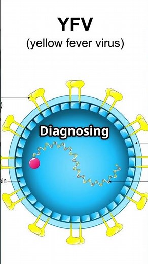 Yellow Fever Virus The Silent Threat