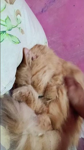 funny cats #357 #cats #cute #pets #meow #instacat #catlover #kittensofinstagram #animaloveras