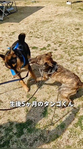 譲渡会イベント“ワンボナ”へ #元野犬 #雑種犬 #保護犬 #譲渡会