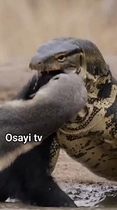 A honey badger attacking a Nile monitor lizard near a muddy waterhole. Splashing water, aggressive bites, survival chaos. #animals #wildlife | Toiletboy1 fans page