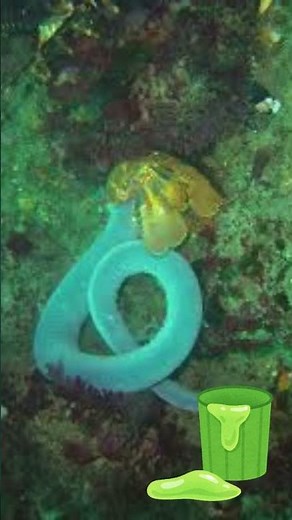 How Hagfish Use SLIME to Outsmart Predators in Less Than a SECOND! 🦠💥 #shorts #animalfacts