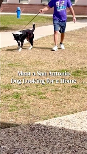 Meet a San Antonio Dog Looking for a Home | #satxdogs #adoptsatx