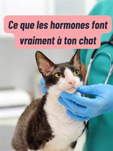 🐾 Stériliser son chat : un choix de santé, de bien-être et de responsabilité La stérilisation / castration, ce n’est pas seulement éviter des portées non désirées. C’est agir concrètement pour : ✔️ réduire le stress et les comportements indésirables liés aux hormones ✔️ prévenir des maladies graves ✔️ améliorer la qualité et l’espérance de vie ✔️ lutter contre la surpopulation féline 💡 Contrairement aux idées reçues, elle ne change pas la personnalité de ton chat — elle lui permet souvent d’êt